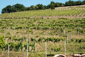20260520 SUMMA Nemzetközi Konferencia és Szakmai Nap