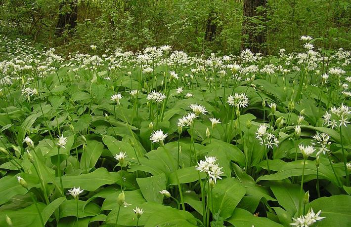 A tavasz hírnöke, amit jó, ha megkóstolsz! – Receptajánló PTE Kék Zóna-módra