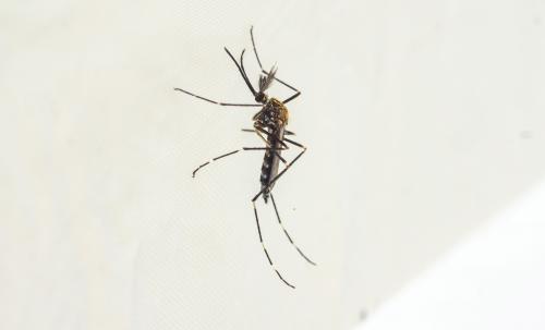 Szúnyog a mikroszkóp alatt - Szűcs Boldizsár/PTE VNL