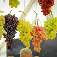 20250823 IV. Országos Csemegeszőlő Kiállítás és Verseny