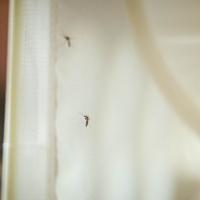 20260604 Mosquito Day