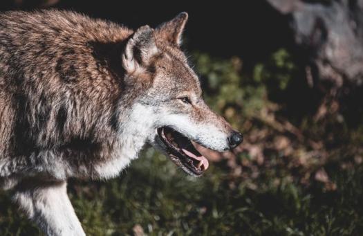 Magyarországon maradhat és családot is alapíthat a Svájcból ide vándorló farkas