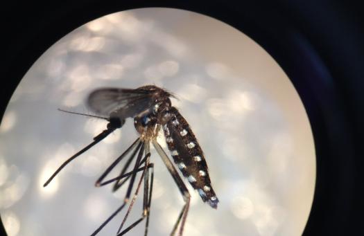 Csak idő kérdése a szúnyogok terjesztette új betegségek megjelenése