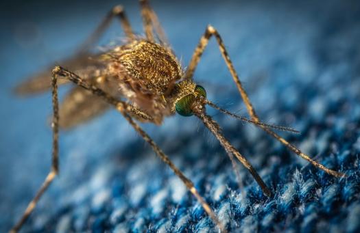 Áder János aggódik a járványokat is okozható új szúnyogfajok miatt